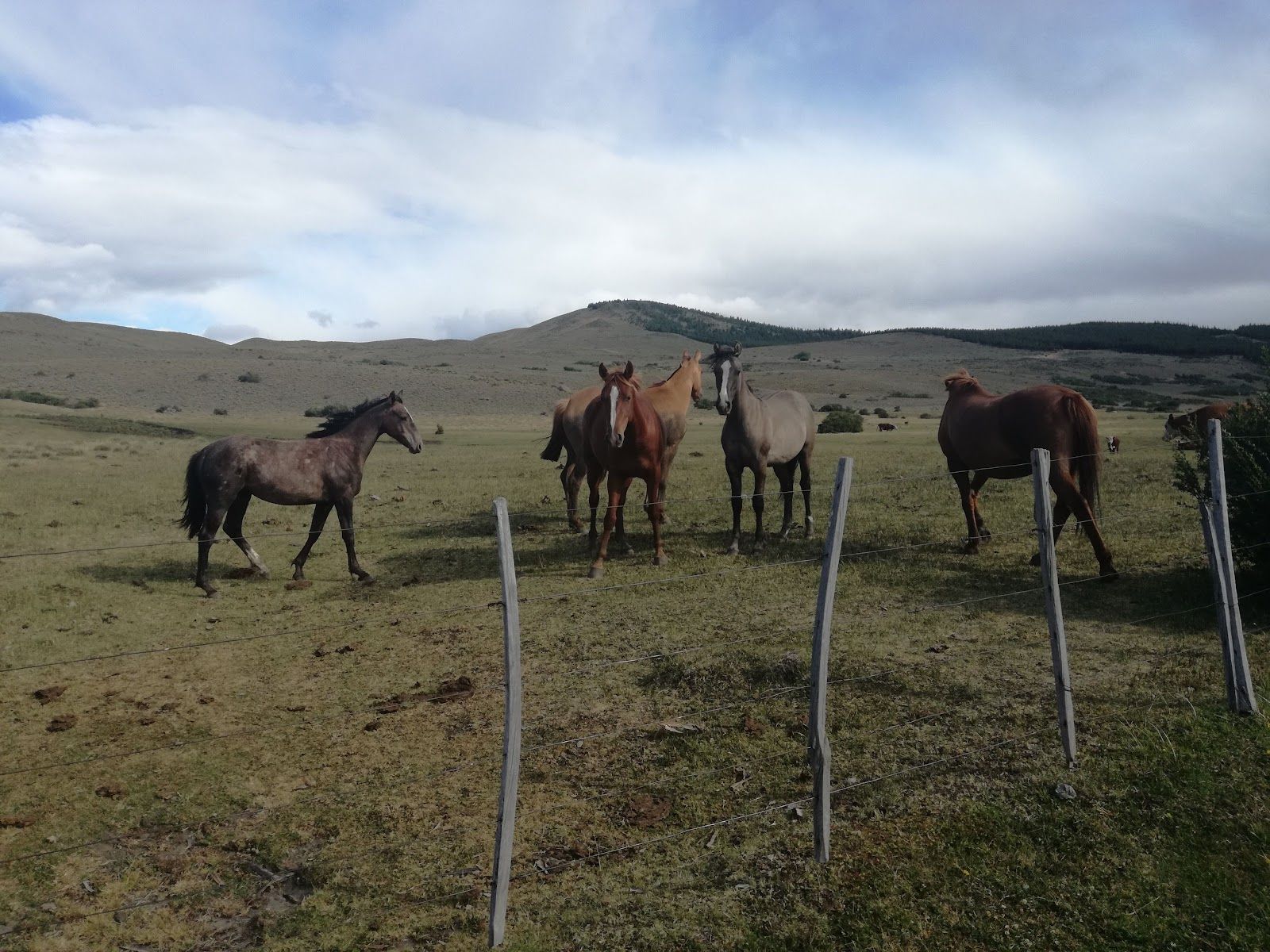 Caballos pastando en el campo patagónico, con los cerros de fondo